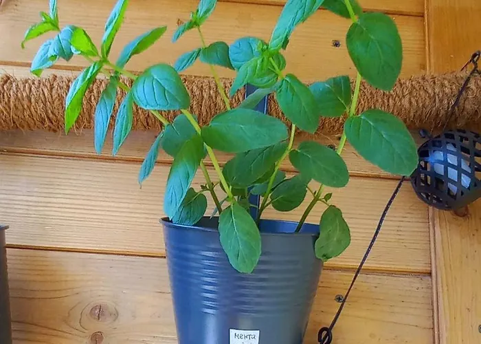 Joy Апартамент *